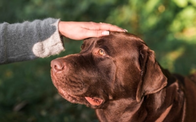 Необычные факты о собаках: уникальные способности и особенности четверолапых друзей — удивительное рядом