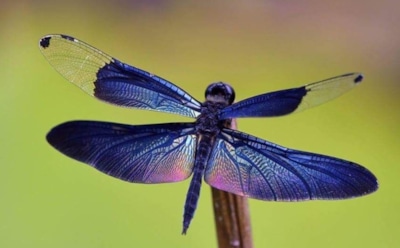 Любопытные привычки тропических стрекоз: уникальный способ охлаждения — рискованные погружения и сверхбыстрые вращения