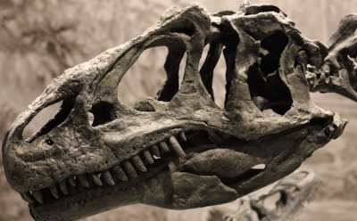 Доисторический гигант из Китая: найден череп неизвестного динозавра — крупнейшего из древних травоядных