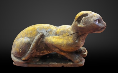 Ископаемая мини-кошка: пушистик с ладошку из Китая — древние останки из пещеры Хуалундун