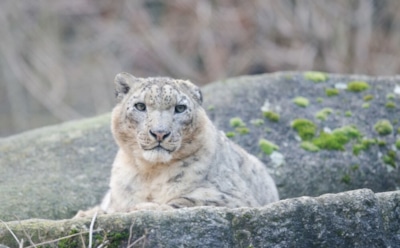 Эволюция снежного барса: как хищник мигрировал с Тибета в Европу — новые открытия ученых