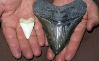 Идеальный зуб древней акулы: редкая находка на острове Уайт — 100 млн лет истории