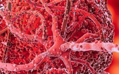 Жизнь после смерти: открытие «третьего состояния» — клетки мертвеца создают антропоботов