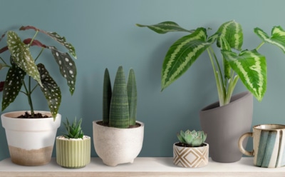 Опасность в горшке: декоративные растения и скрытые угрозы — насекомые, рептилии и токсичные вещества