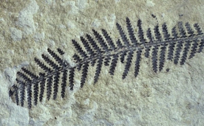 Секреты древней Земли: миниатюрные растения из Китая — ключ к экологическому сдвигу 410 млн лет назад