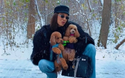 Питомцы звезд – новые звезды: как живется собакам Алексея Жидковского