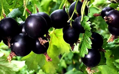 Йошта — необычный гибрид: польза, применение и ограничения — стоит ли выращивать