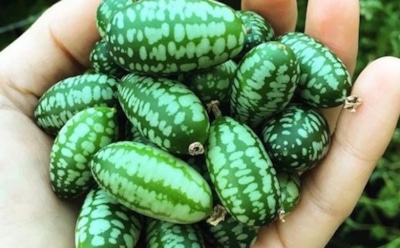 Мини-арбуз с огуречным вкусом: что такое мелотрия — польза и кулинарное применение