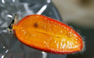 Сладкий огурец тладианта: необычный вкус и применение — интересный плод