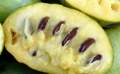 Азимина — северный банан с нежной мякотью: расскажем о вкусе и пользе плодов — способы употребления