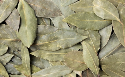 Лавровый лист — пряность с нюансами: мифы и реальность — как качество влияет на вкус блюд