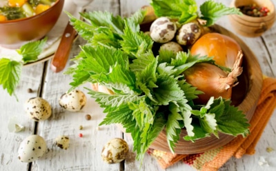 Крапива — жгучая девица, что на кухне сгодится: дар природы на столе — польза и применение