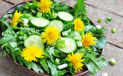 Одуванчик на кухне: как использовать в блюдах и зачем добавлять в рацион — необычный ингредиент