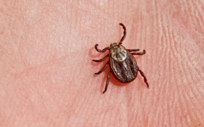 Сезон клещей приближается: весной число укусов растет — меры защиты и важность вакцинации