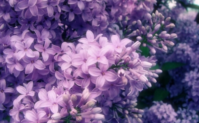 Цветы, вызывающие аллергию: лилии, сирень и жасмин — почему они опасны