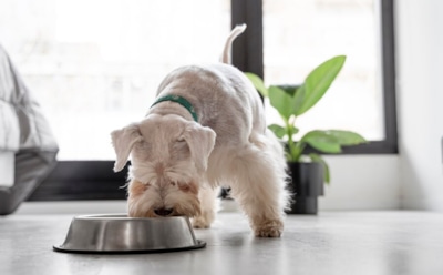 Соль для хвостатых: опасность или необходимость — как правильно кормить кошек и собак