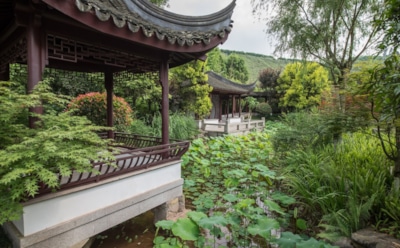 Оазис жизни после катастрофы: как растения Китая пережили пермское вымирание — неожиданные открытия