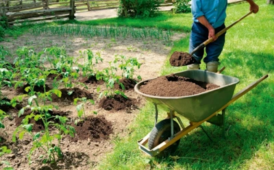 Огородники в восторге: это суперподкормка для растений из самых популярных отходов