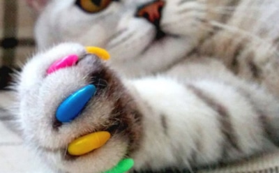 Чем опасны антицарапки для кошек — рассказываем о плюсах для хозяев и минусах для питомцев