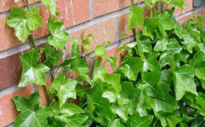 Не стоит избавляться от этого растения на участке — оно способно принести немалую пользу