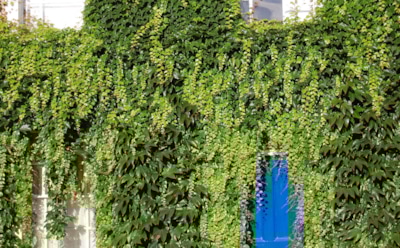 Забудьте про плющ: 5 лучших альтернатив  для «живого забора» на участке