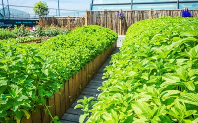 Эта хитрость с грядками поможет увеличить урожай и упростит уход за растениями — огородные лайфхаки