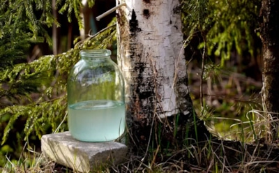 Гид по сбору березового сока: как правильно собирать весной и сохранить максимум пользы