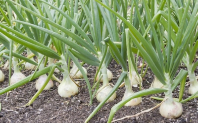 Чеснок с кулак — расскажем, как: 3 секретные подкормки для гигантского урожая