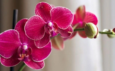 Ваш кофе, орхидея: как бодрящий напиток превратить в эликсир для цветка