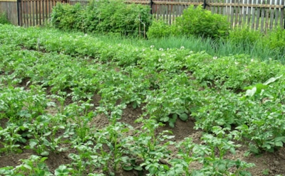 Враг картофеля номер один: 5 проверенных способов избавиться от проволочника без химии