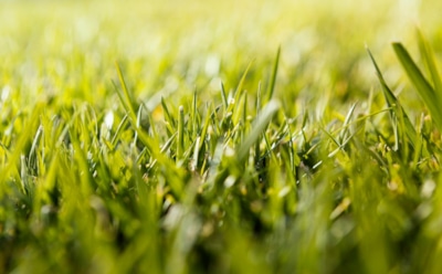 Идеальный газон с первого раза: пошаговая инструкция от подготовки до посева