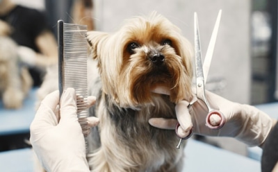 Тайны груминга: какие инструменты помогут питомцу выглядеть ухоженно