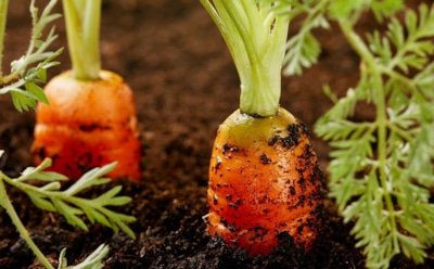 Морковная драма: почему корнеплоды уродливы, а ботва сворачивается и кудрявится