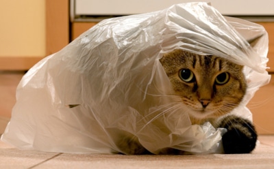 Почему кошки так любят пакеты: 5 неожиданных причин, о которых вы не догадывались