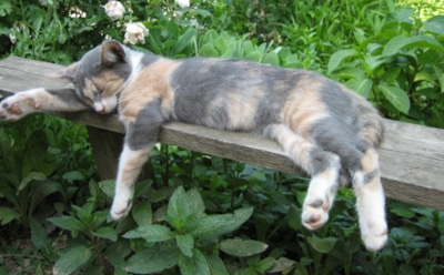 Как навсегда отпугнуть бродячих кошек с участка без вреда для животных