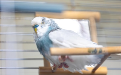 Попугай в доме — не игрушка: правила ухода за птицей для счастливой жизни пернатого питомца