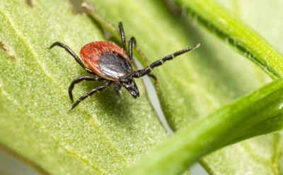 Как защититься от клещей народными средствами — 5 проверенных способов