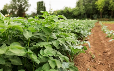 Как вырастить картофель на своем участке на месяц раньше — хитрости опытных дачников