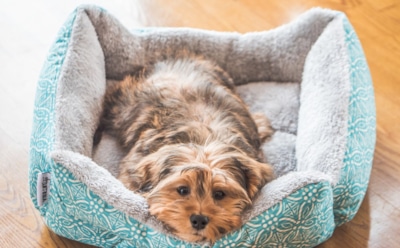 Как правильно выбрать лежанку для питомца — создайте уют для хвостатого друга