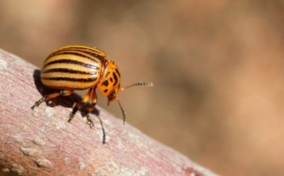 Как избавиться от колорадского жука без химии: этот простой способ поможет спасти картофель от вредителей