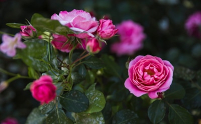 Секрет пышных роз: как обычные специи превращают куст в цветущий шедевр