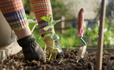 Дача в апреле: что еще не поздно посадить для богатого урожая
