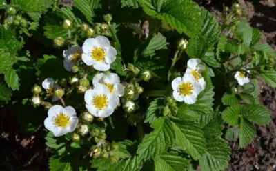 Зачем обрывать цветки клубники — внезапный секрет опытных садоводов