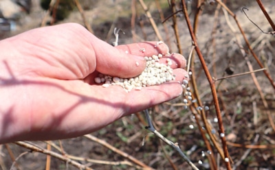 Одна ошибка — и вся малина пойдет в ботву: 5 правил весенней подкормки для рекордного урожая