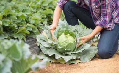 Кочан в три кулака: как вырастить капустного чемпиона без химии, чтобы соседи лопнули от зависти