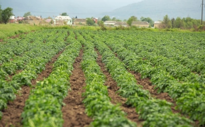 Навоз — туфта ненужная: когда речь идет о картофеле, используйте эти подкормки для богатейшего урожая