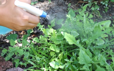 Хватит тратить деньги на химию: 5 копеечных методов, которые избавят от сорняков без вреда для почвы