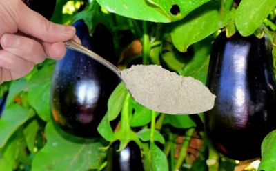 С таким подходом к подкормке вы будете хвастаться своим баклажаном — соседи начнут с вами советоваться