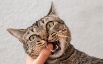 Без рук, пожалуйста: 9 причин, почему ваша кошка избегает ласку — запомните раз и навсегда