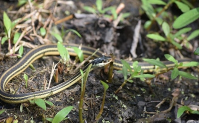 Учимся правильно гонять змею: безопасно избавляемся от ползучих гостей на участке — и речь не про тещу